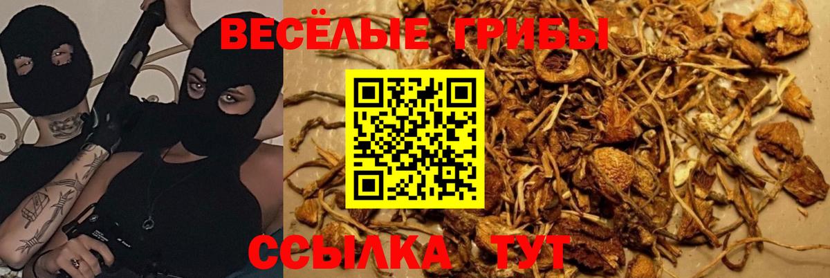 Псилоцибиновые грибы GOLDEN TEACHER  Вход с VPN  Псилоцибиновые грибы Cubensis  Алейск 